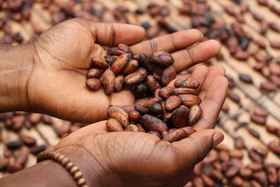 theobromine side effects