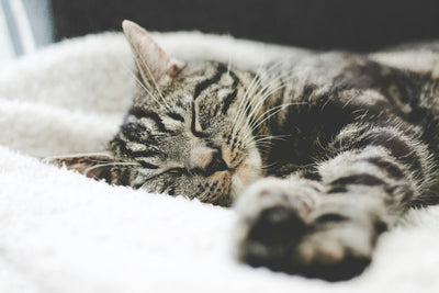 how to go to sleep fast